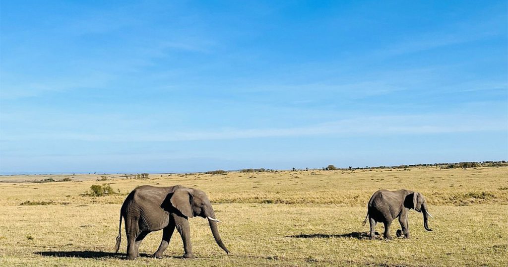 5 day Nairobi and Masai Mara honeymoon safari.
