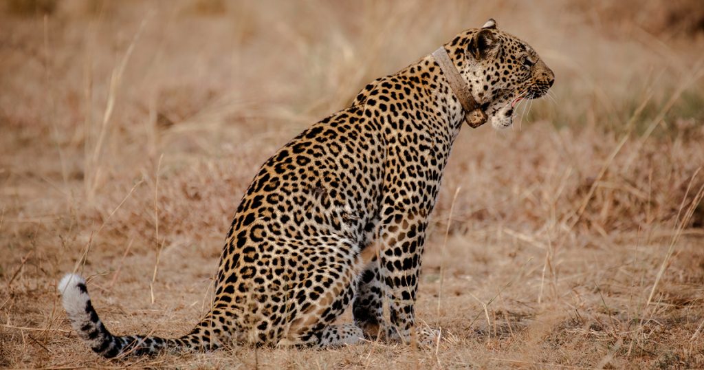 7 day Bwindi and Queen Elizabeth luxury safari.
