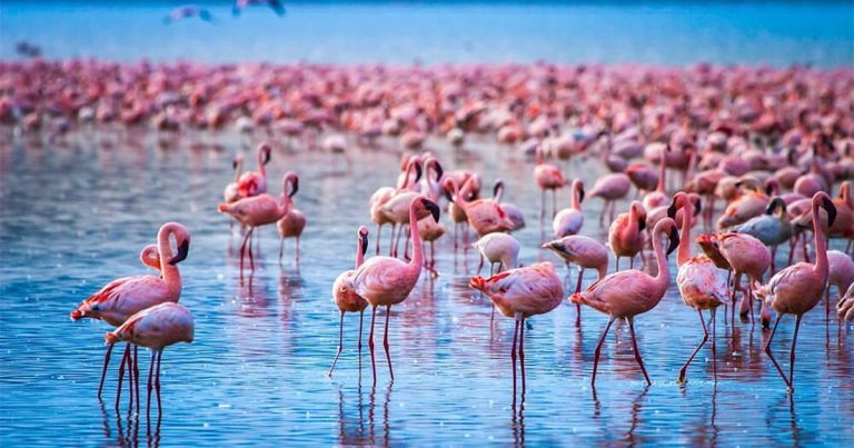7-day Lake Nakuru and Masai Mara honeymoon safari.
