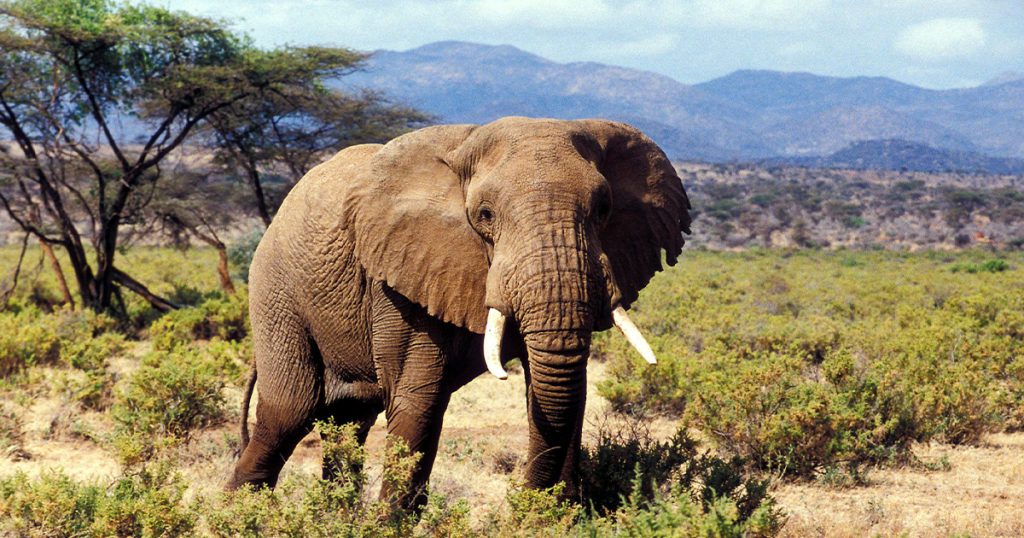 7 day Masai Mara and Samburu honeymoon safari.