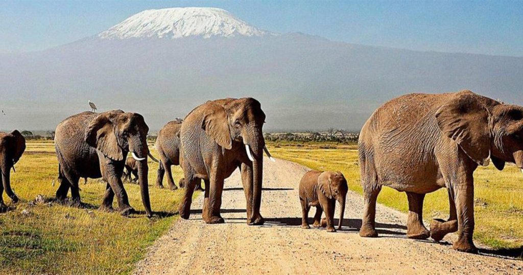 7 day Tsavo and Amboseli luxury safari