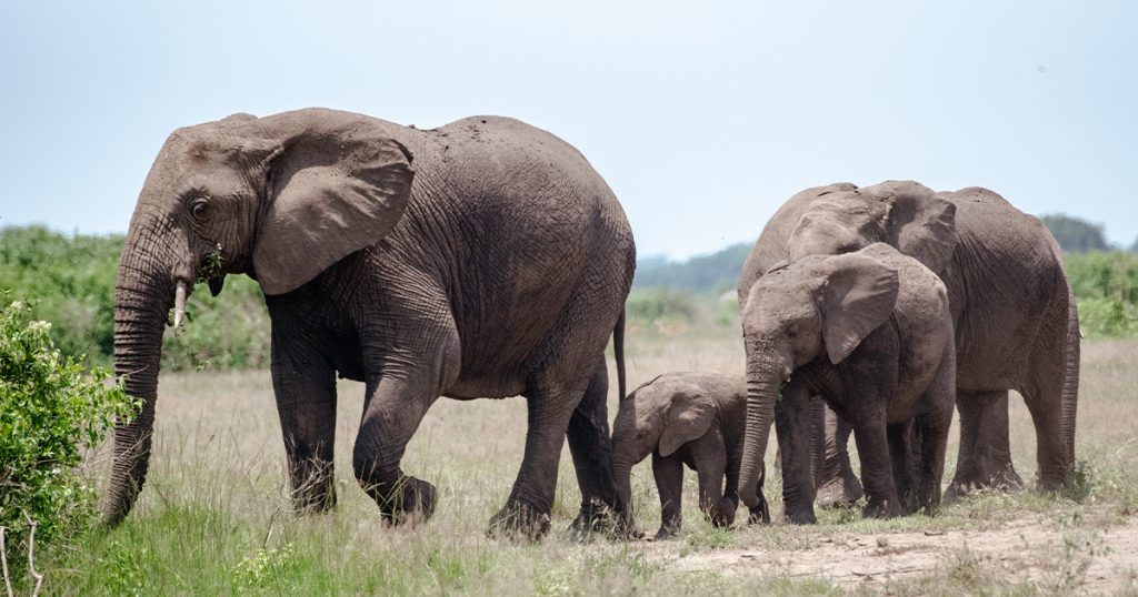 7 day Uganda honeymoon safari