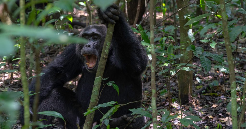 8 day Murchison falls and Kibale honeymoon safari.