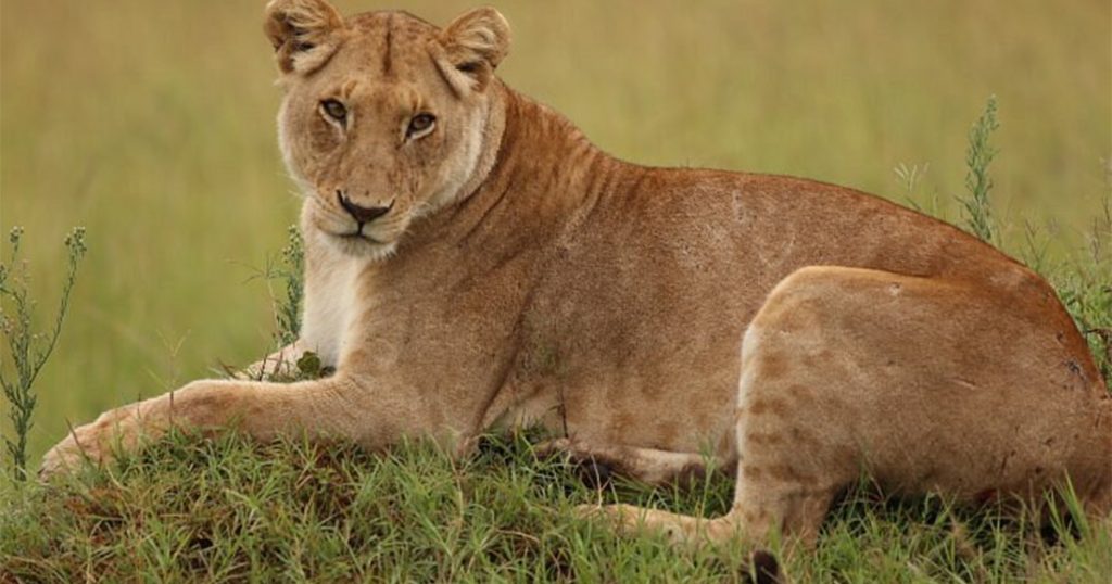 Can You See Lions Year Round in Kenya