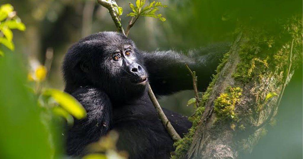 Gorilla Trekking for Elderly and Disabled Travelers