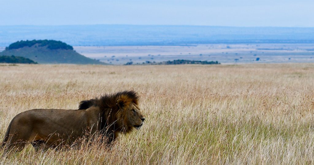 How Far Is Masai Mara from Nairobi