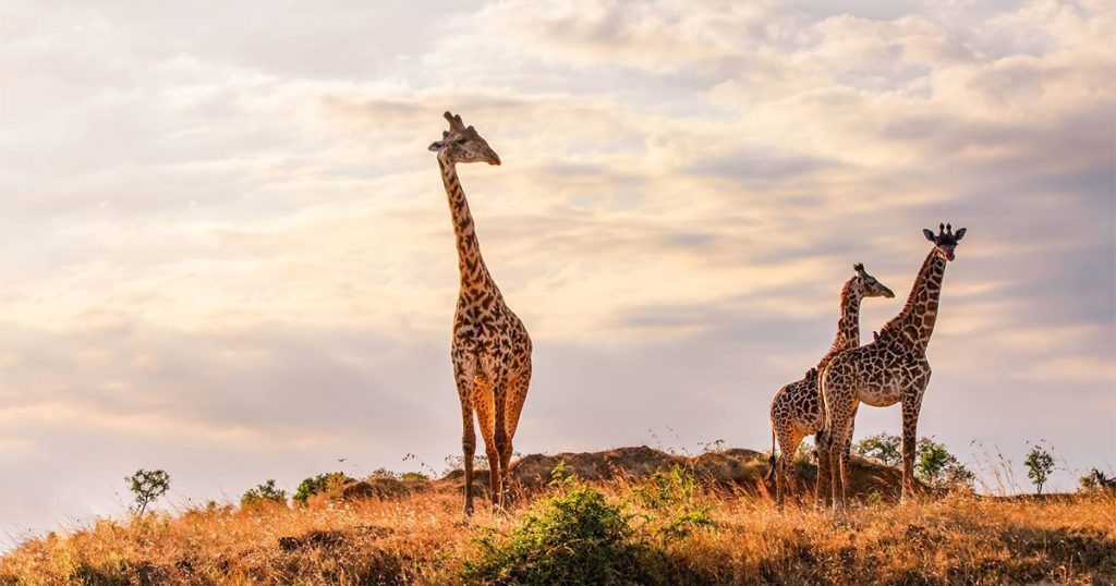 How Hot Is Kenya During Safari Season