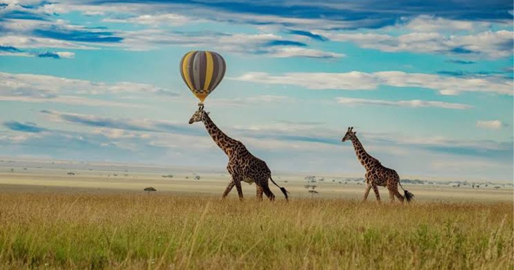 How Much Are Park Fees in Kenya National Parks