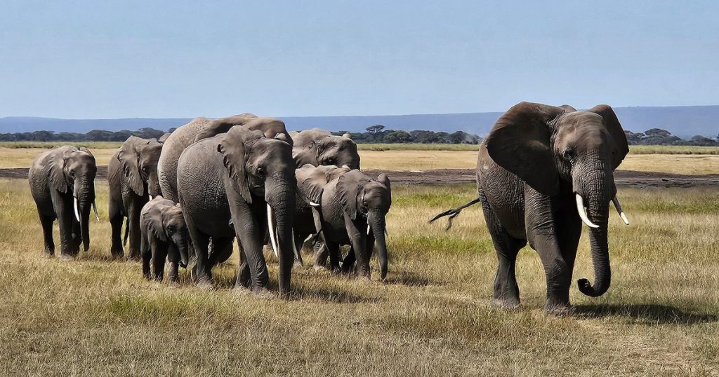 How crowded are Kenya safaris