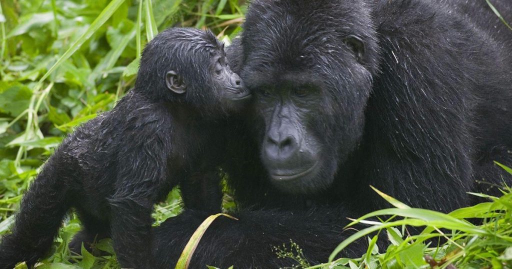 How to Trek the Happy Gorilla Family