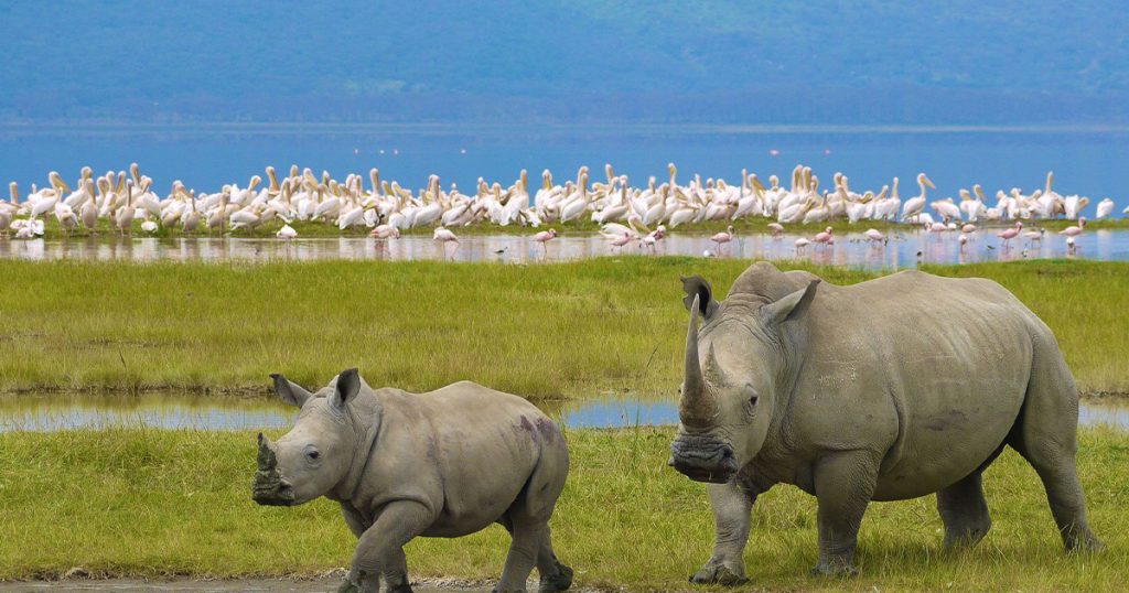Is Kenya Good for Birdwatching Safaris