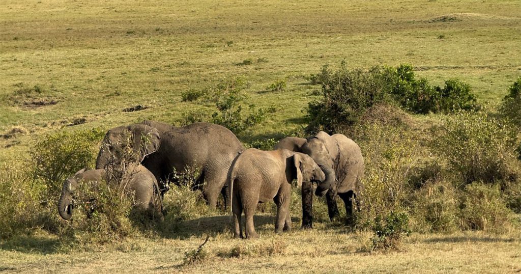 Is Kenya safe for a wildlife safari.