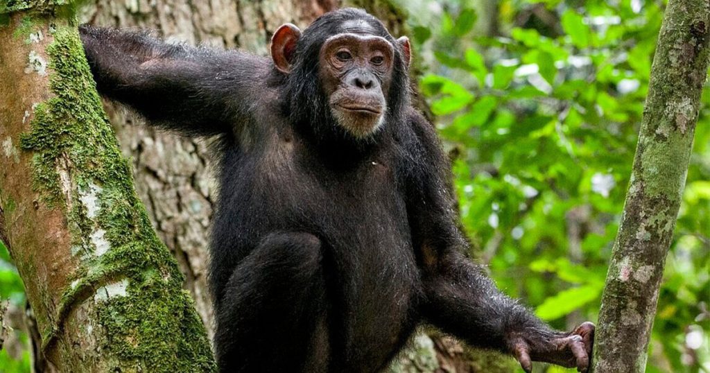Kalinzu Forest Chimpanzee Trekking Guide for First-Time Visitors