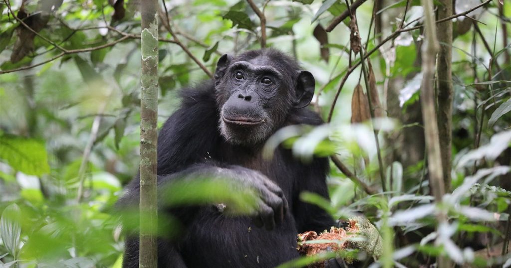 Low Season Gorilla and Chimpanzee Permit Prices