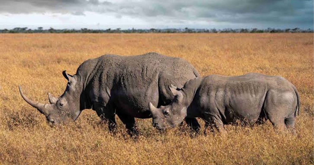 What animals can you see on a Kenya safari