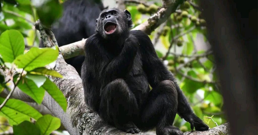 What is Guarantee to see chimpanzees in Rwanda