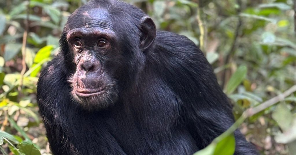 What to Expect on a 5 Day Gorilla and Chimpanzee Trekking Safari