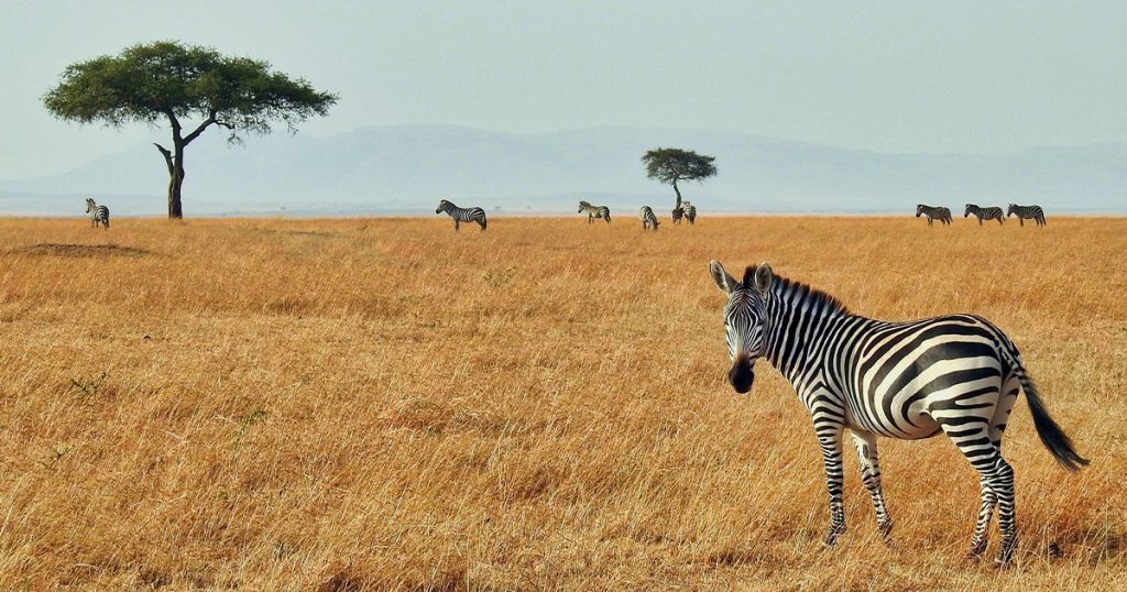 Which national park is best for safari in Kenya.