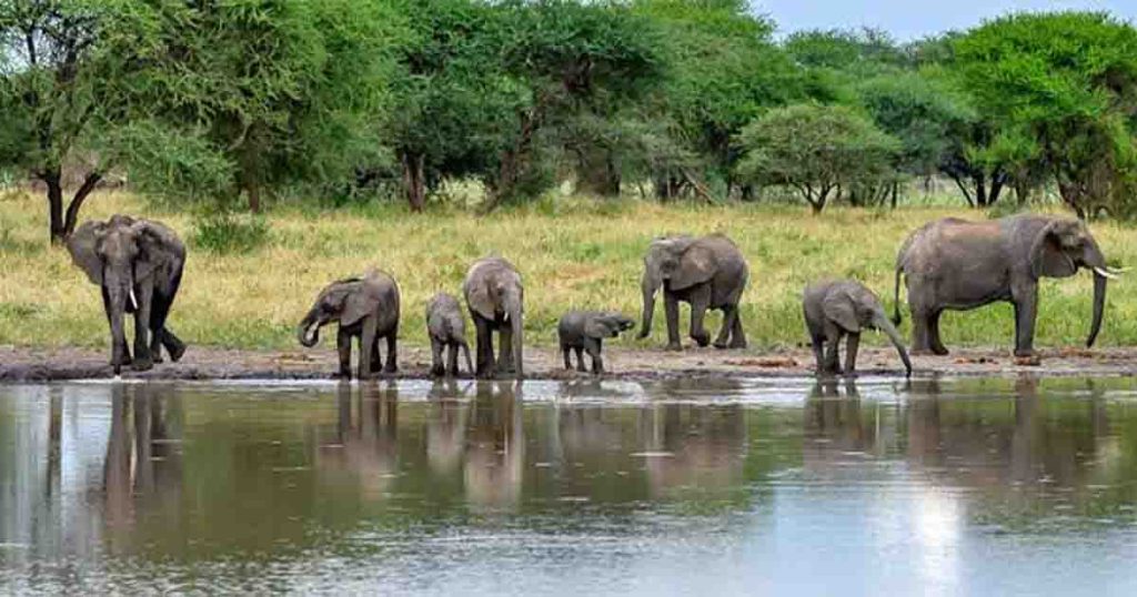 20 Days Classic East African Safari Adventure