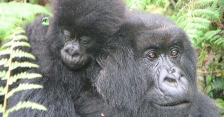 12 Days Uganda-Rwanda Gorilla trekking and wildlife Tour