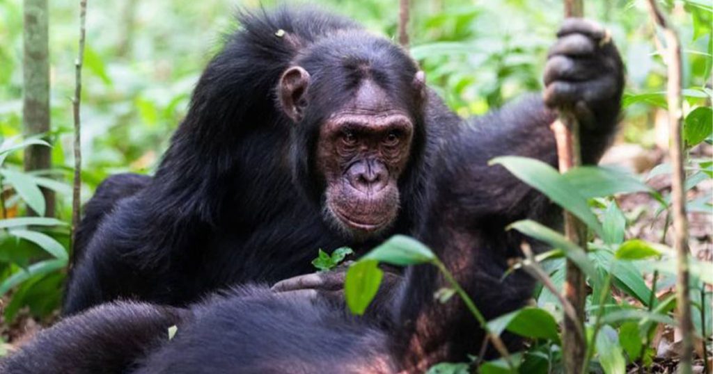 18-Day Uganda Wildlife, Gorilla & Primates Safari