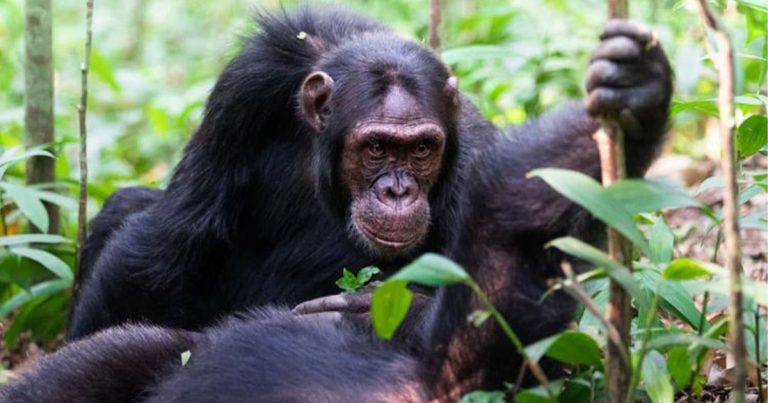 18-Day Uganda Wildlife, Gorilla & Primates Safari