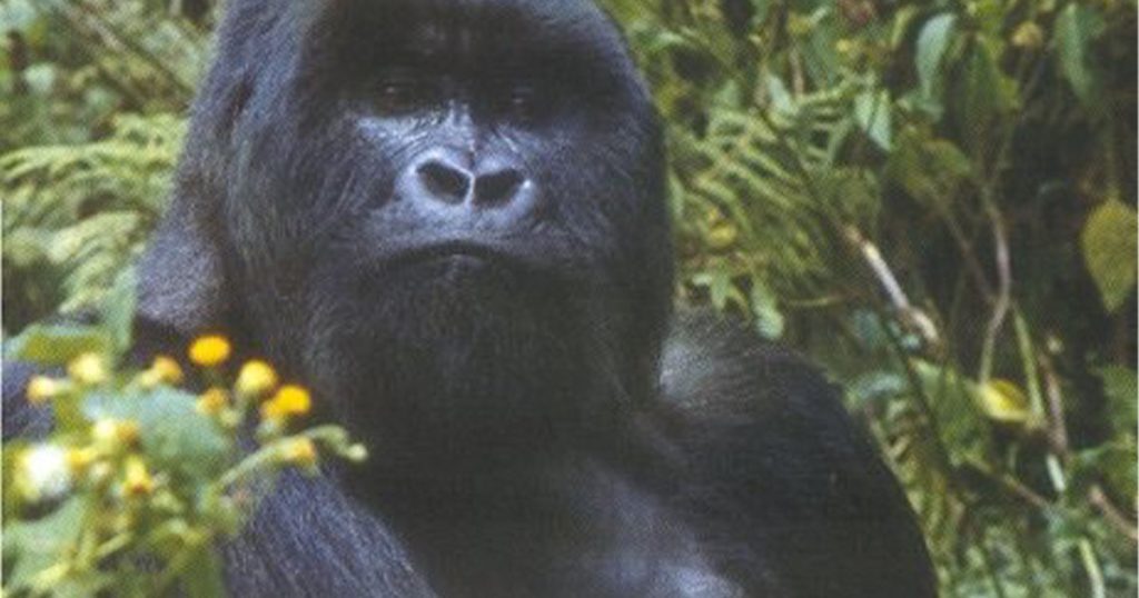 20-Day Uganda- Rwanda Wildlife, Gorilla & Primates Safari