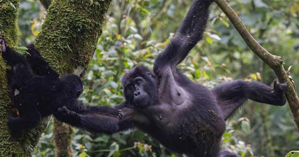 20-Day Uganda Wildlife, Gorilla & Primates Safari