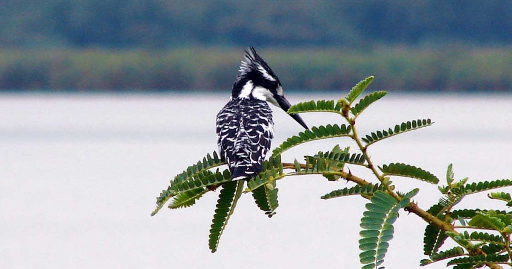 3 days Akagera birdwatching safari.