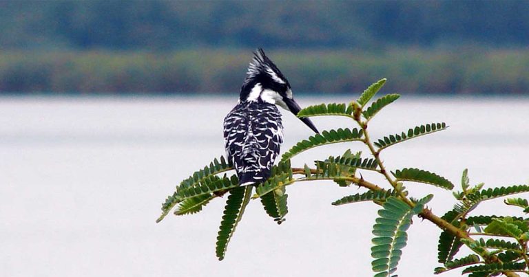3 days Akagera birdwatching safari.