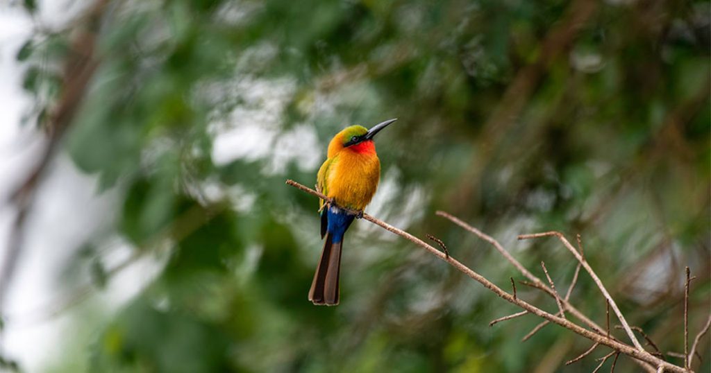 3 days Nyungwe birding safari