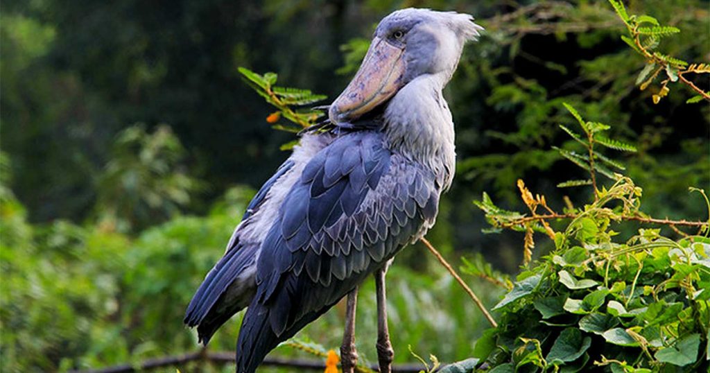 4 day Mabamba and Kibale National Park birding safari.
