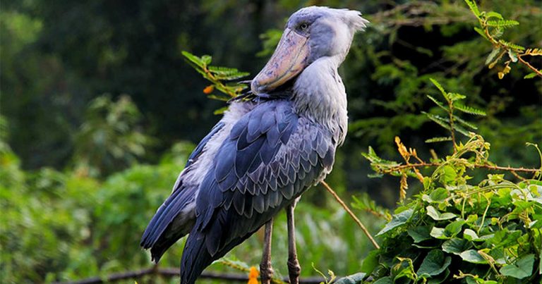 4 day Mabamba and Kibale National Park birding safari.