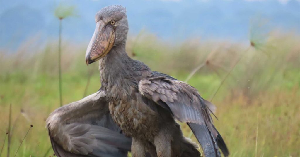 4 days Kampala, Entebbe and Mabamba Birdwatching tour.