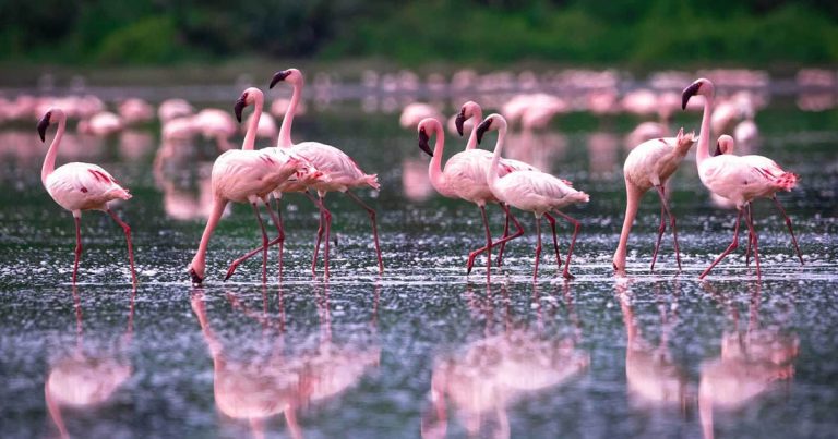 4 days Kenya birding safari.