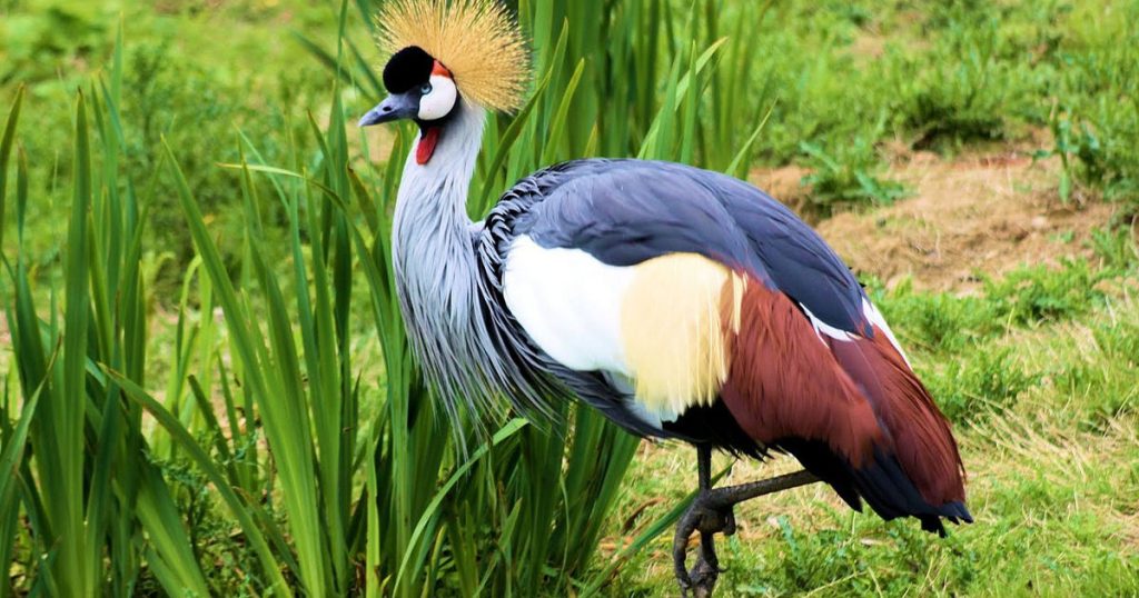 4 days Murchison Falls National Park safari