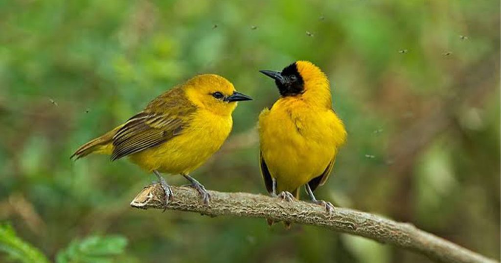4 days Queen Elizabeth National Park birding safari