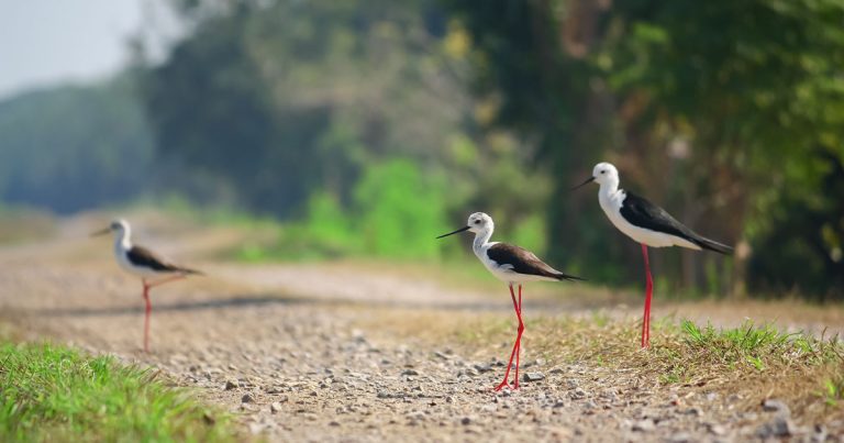 4 days Rwanda birding safari.