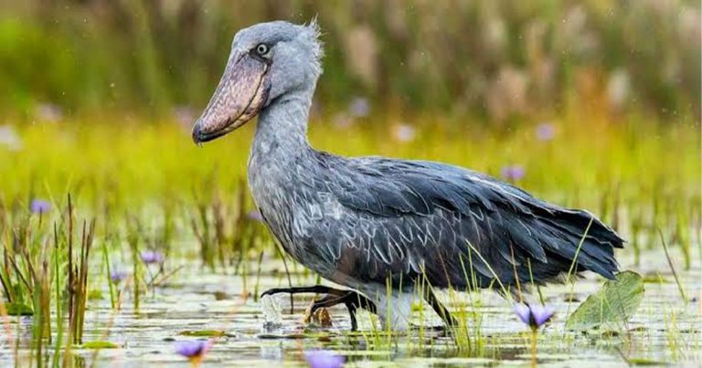 4 days Uganda budget birdwatching tour