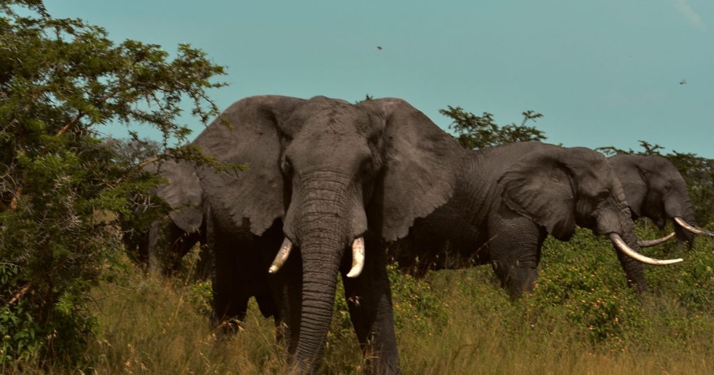 5 Days Akagera Safari