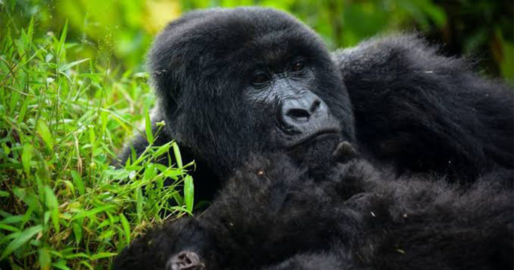 5 day Kigali and gorilla honeymoon safari