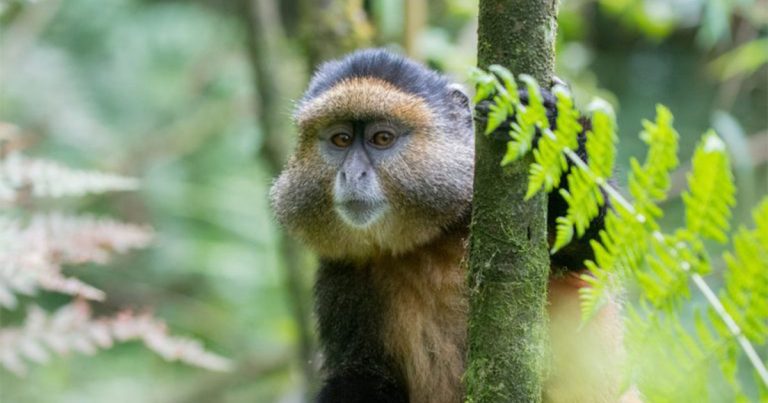 5 day Kigali and gorilla honeymoon safari.
