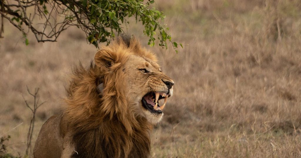 5 day Kigali and wildlife safari