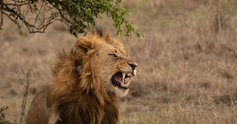 5 day Kigali and wildlife safari