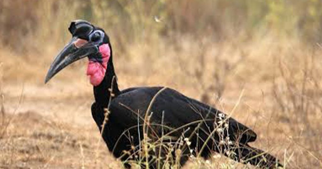 5 day Mabamba and Murchison Falls birding safari