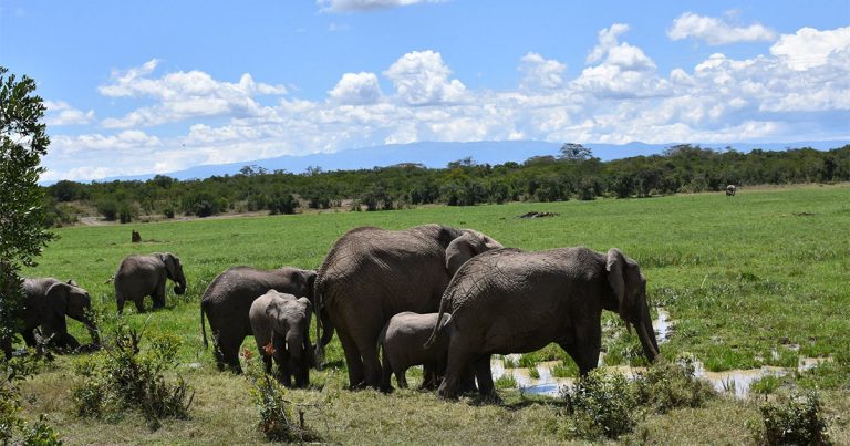 5 day Masai Mara and Ol Pejeta honeymoon safari.