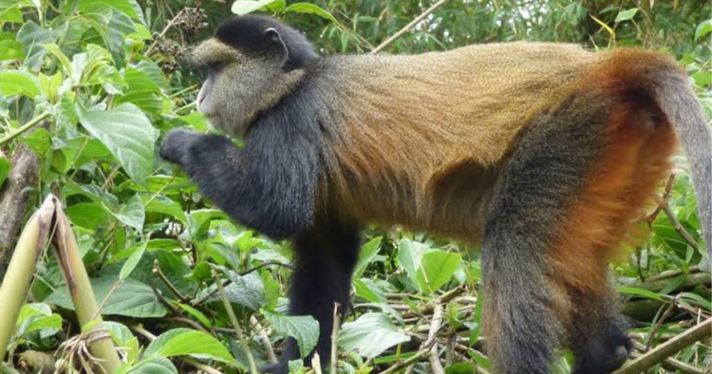 5 day Rwanda luxury safari.