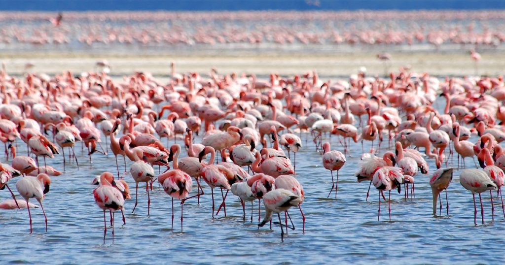 5 days Kenya birdwatching and photography safari.