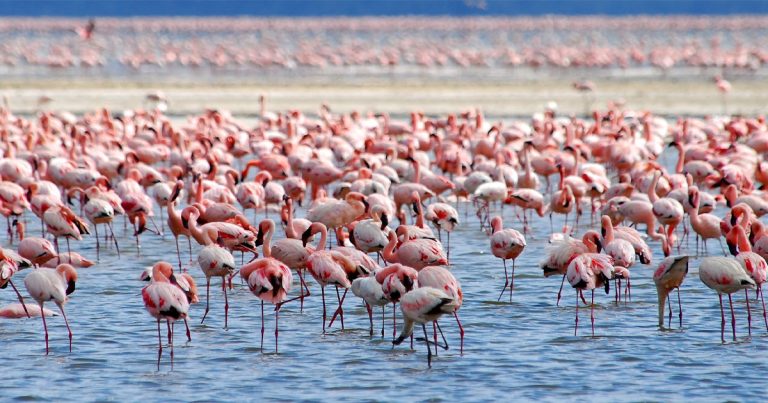 5 days Kenya birdwatching and photography safari.