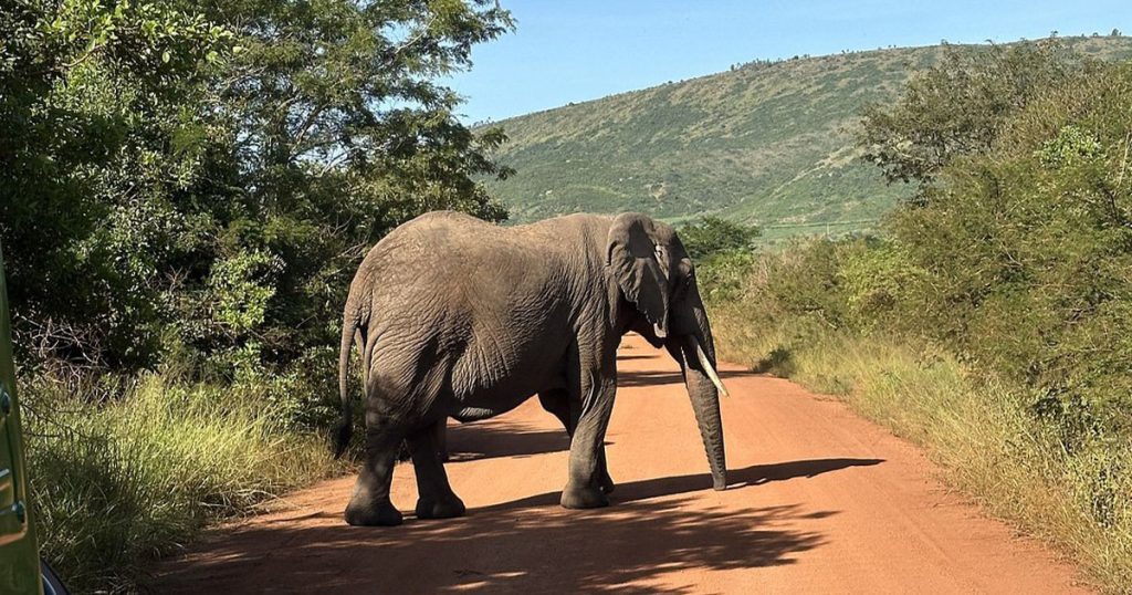 6 day Rwanda luxury safari.